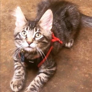 Meet your Posher, Vivian